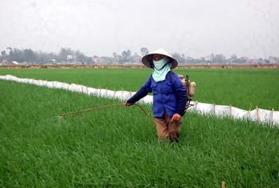 Ân Thi Hưng Yên  Hứa hẹn vụ lúa xuân thắng lợi